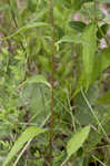 Eastern purple coneflower